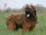 BRIARD 293